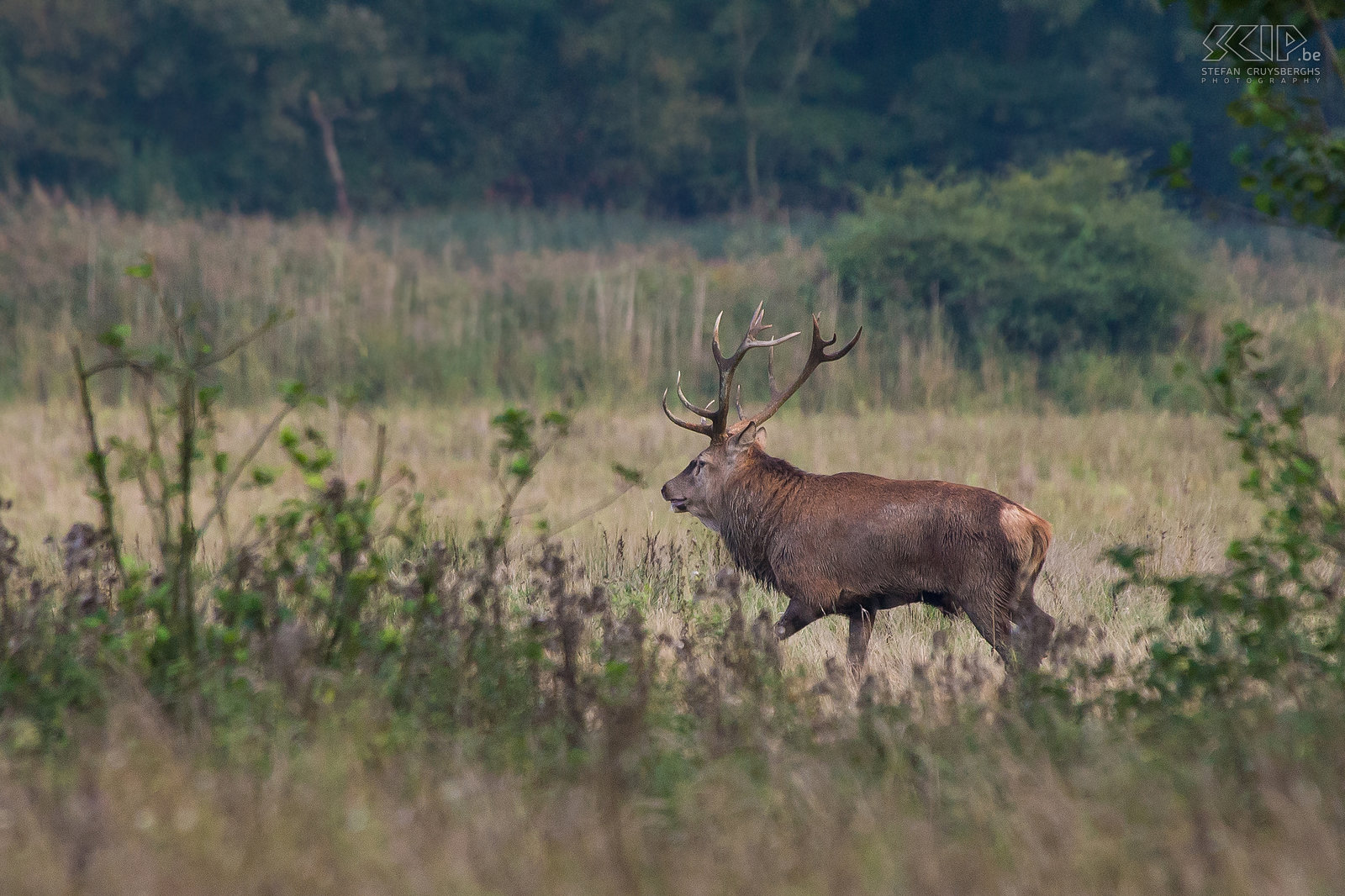 Red deer rut - Big stag From mid-September to mid-October the deer rut takes place. At that time male red deer (Cervus elaphus) will have impressive antlers and they will grow a short neck mane. They start belling and fighting with other males to impress the hinds. I went several times to the Weerterbos in Nederweert (Netherlands) to photograph the red deer. Stefan Cruysberghs